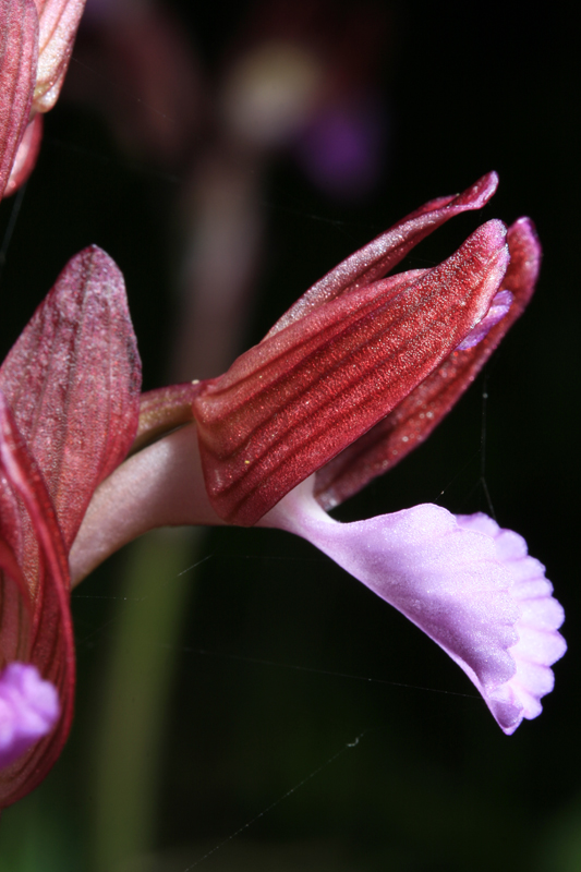 Orchis papilionacea